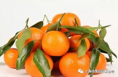 娱乐吃瓜橘子精,橘子精的吃瓜传奇 第3张 娱乐吃瓜橘子精,橘子精的吃瓜传奇 第3张